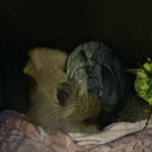 💝CUTE skate boarding bunny enamel pin white - proceeds go to charity. NWOT - Picture 4 of 5